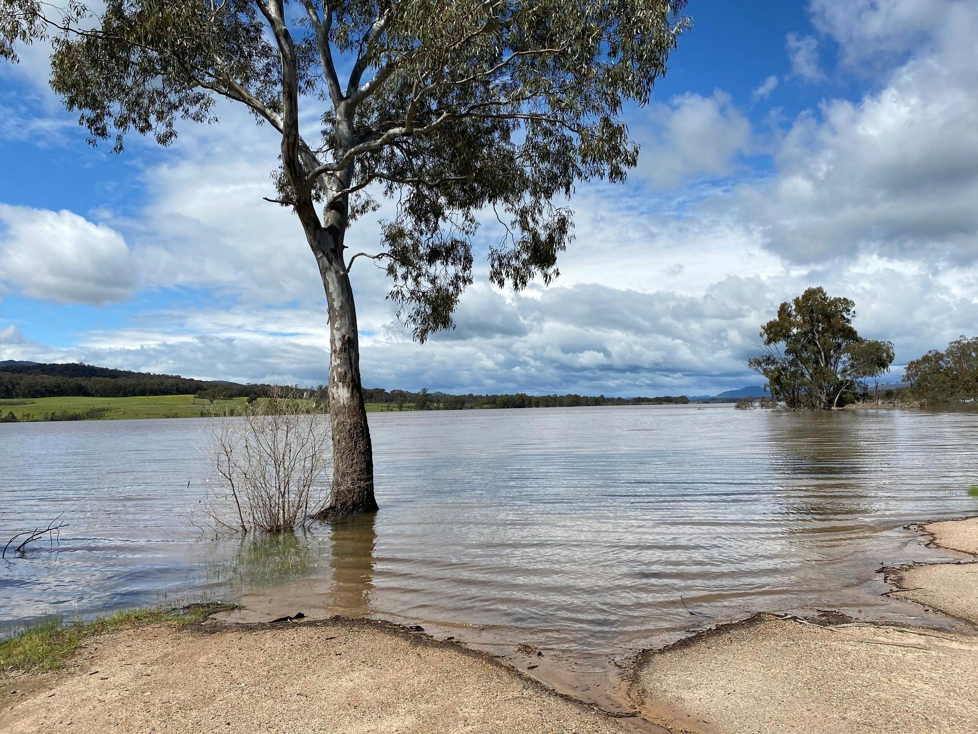 A lone tree in the waters of Lake Nillahcootie