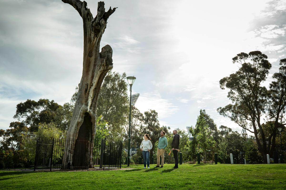 The tour completes it's journey at the MCG and it's scar tree sites.
