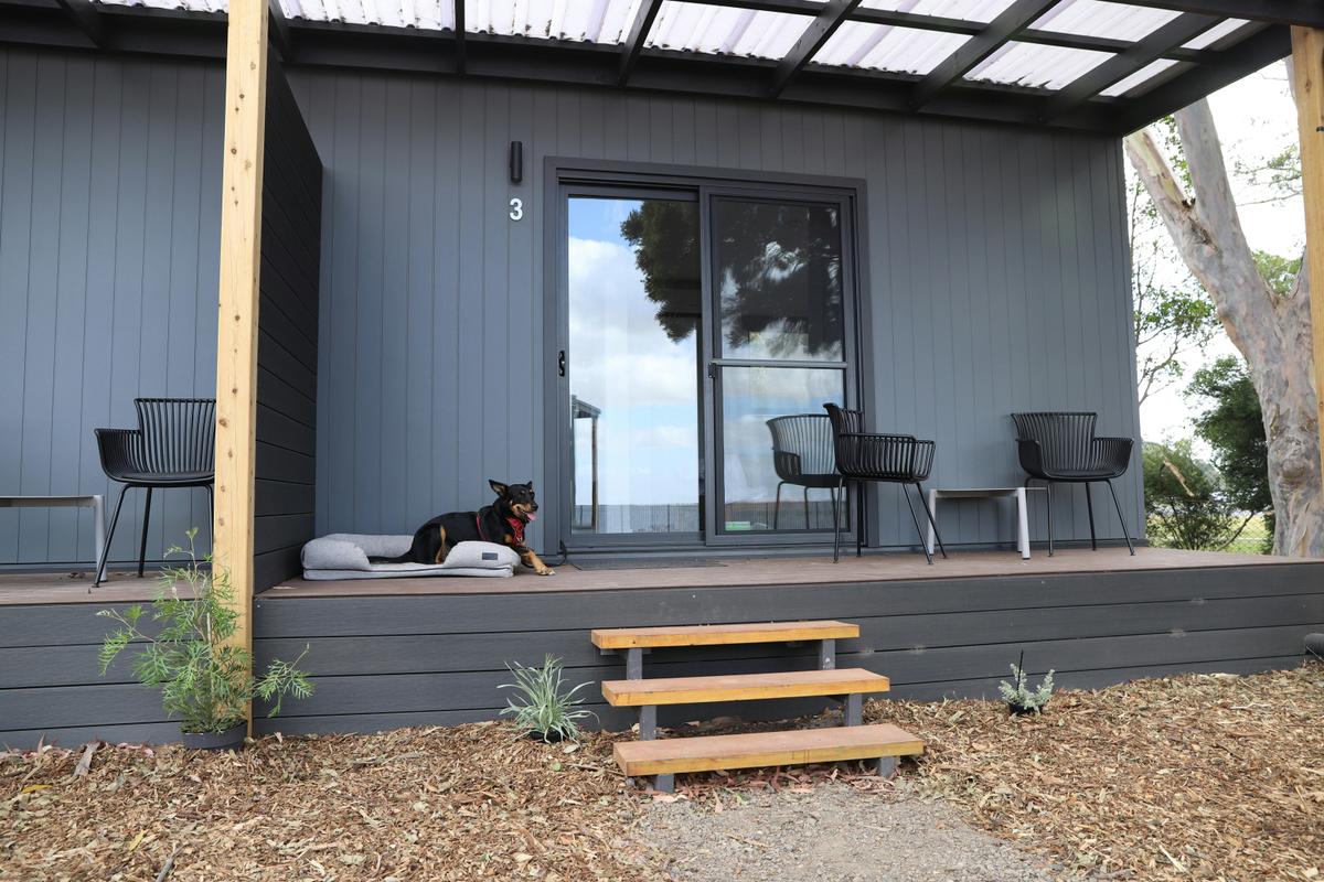 A dog enjoying the private deck in his dog-friendly Studio Cabin
