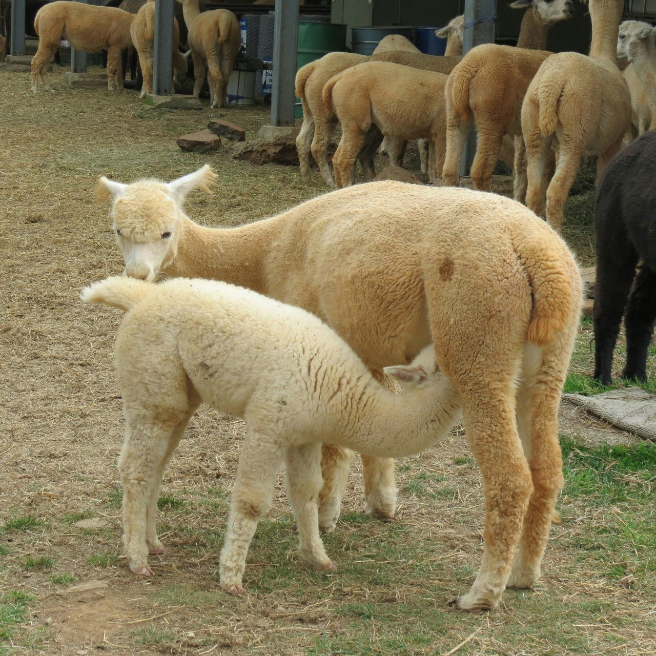 Donna feeding  Imogen