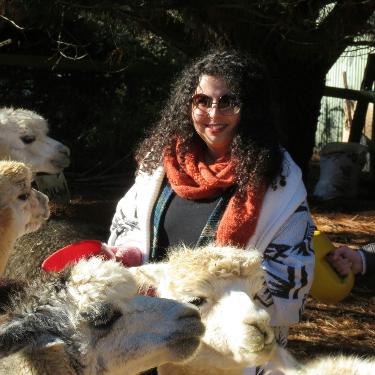Surrounded by alpaca