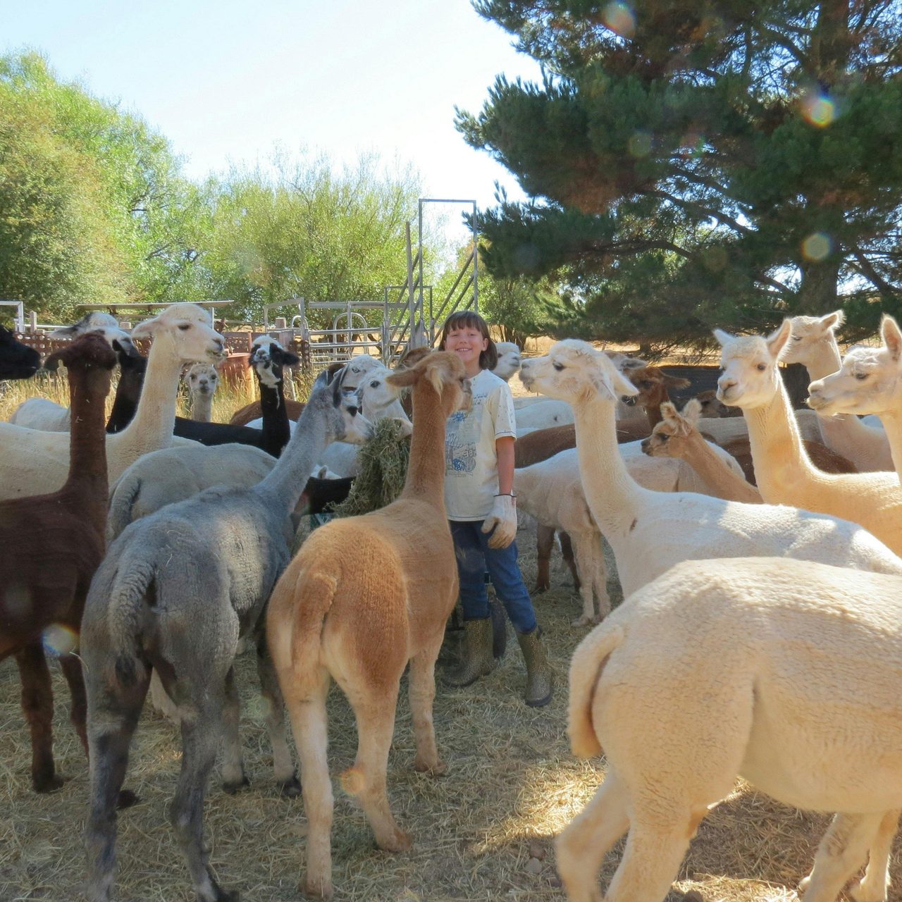 Lost in the Herd