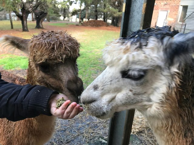 Alpaca Farm Experience at Crookwell