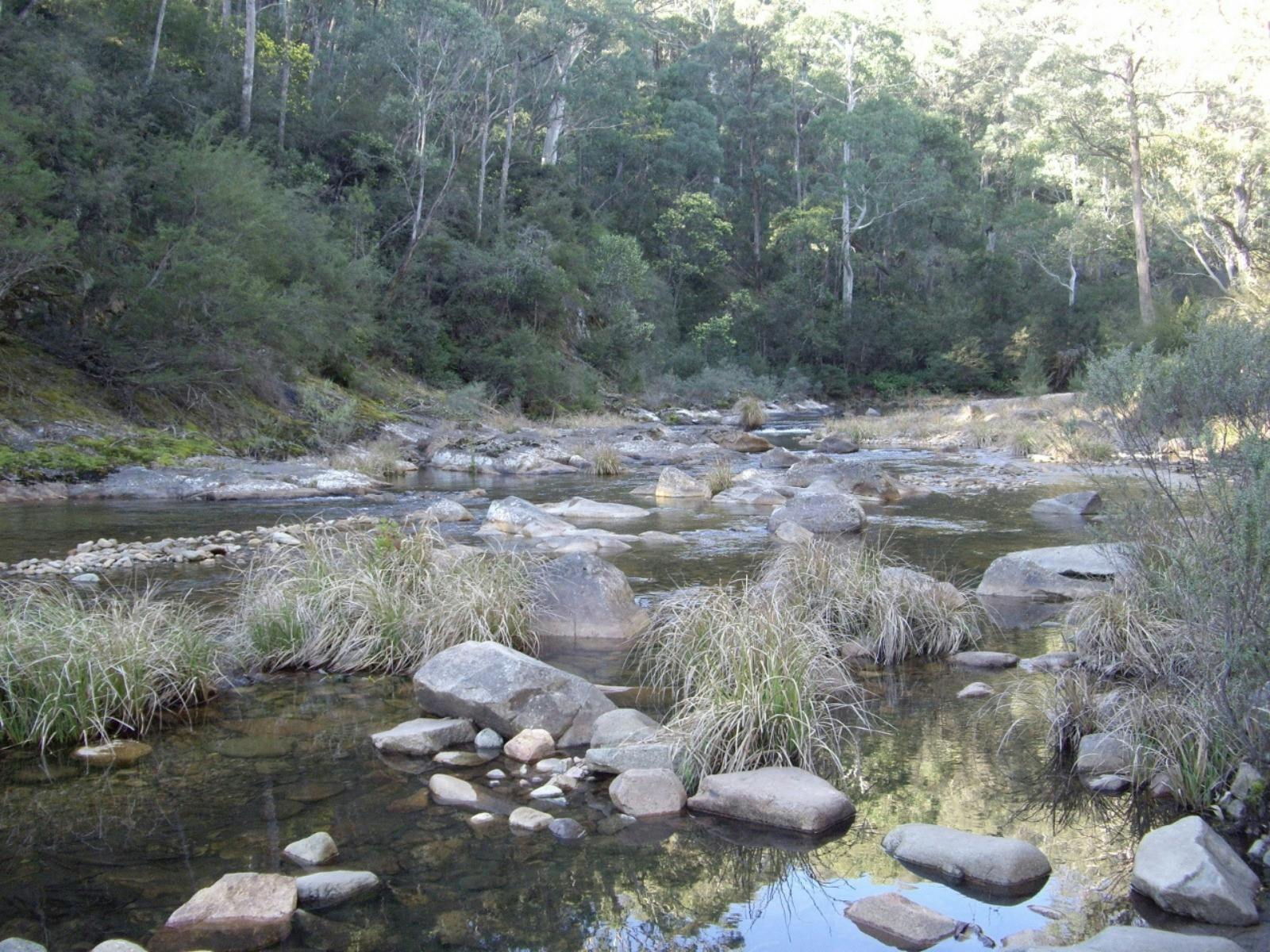 King River near Lake William Hovell