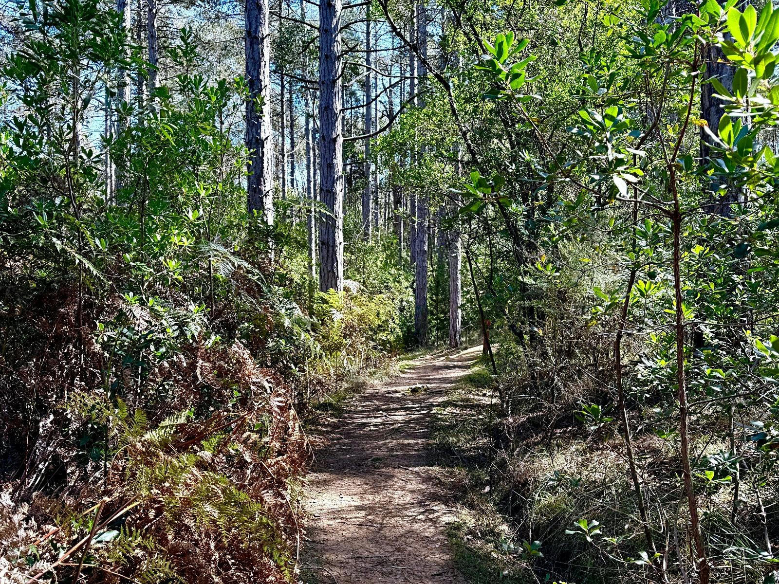 A trail along La Gerche Forest Loop Walk