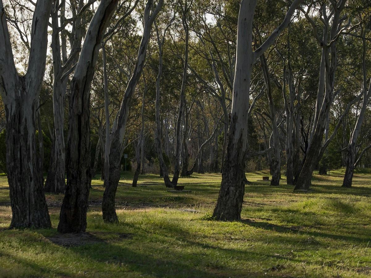 Surrounded by nature in bush camping area