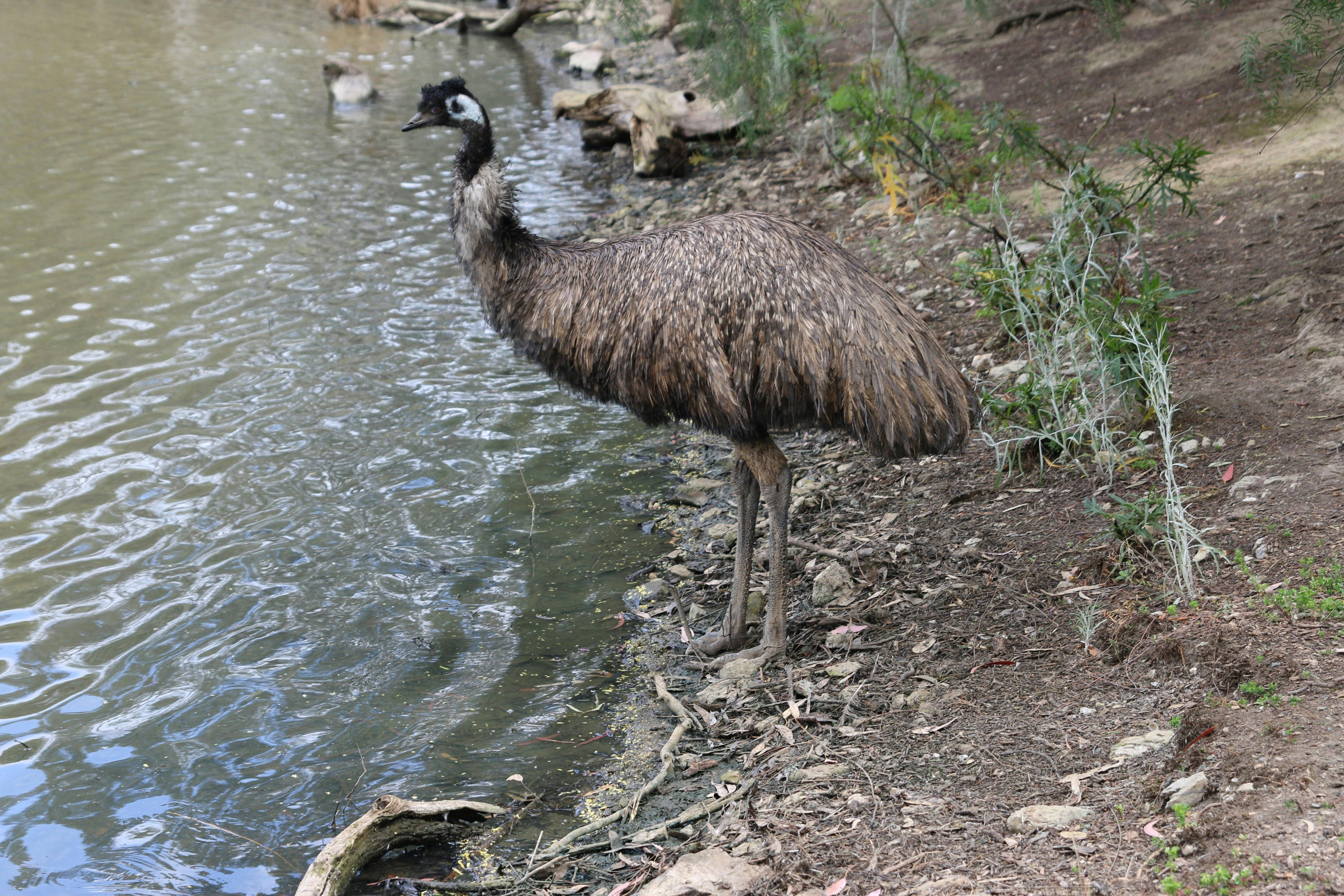 Kyabram Fauna Park has free-ranging emus, kangaroos and wallabies