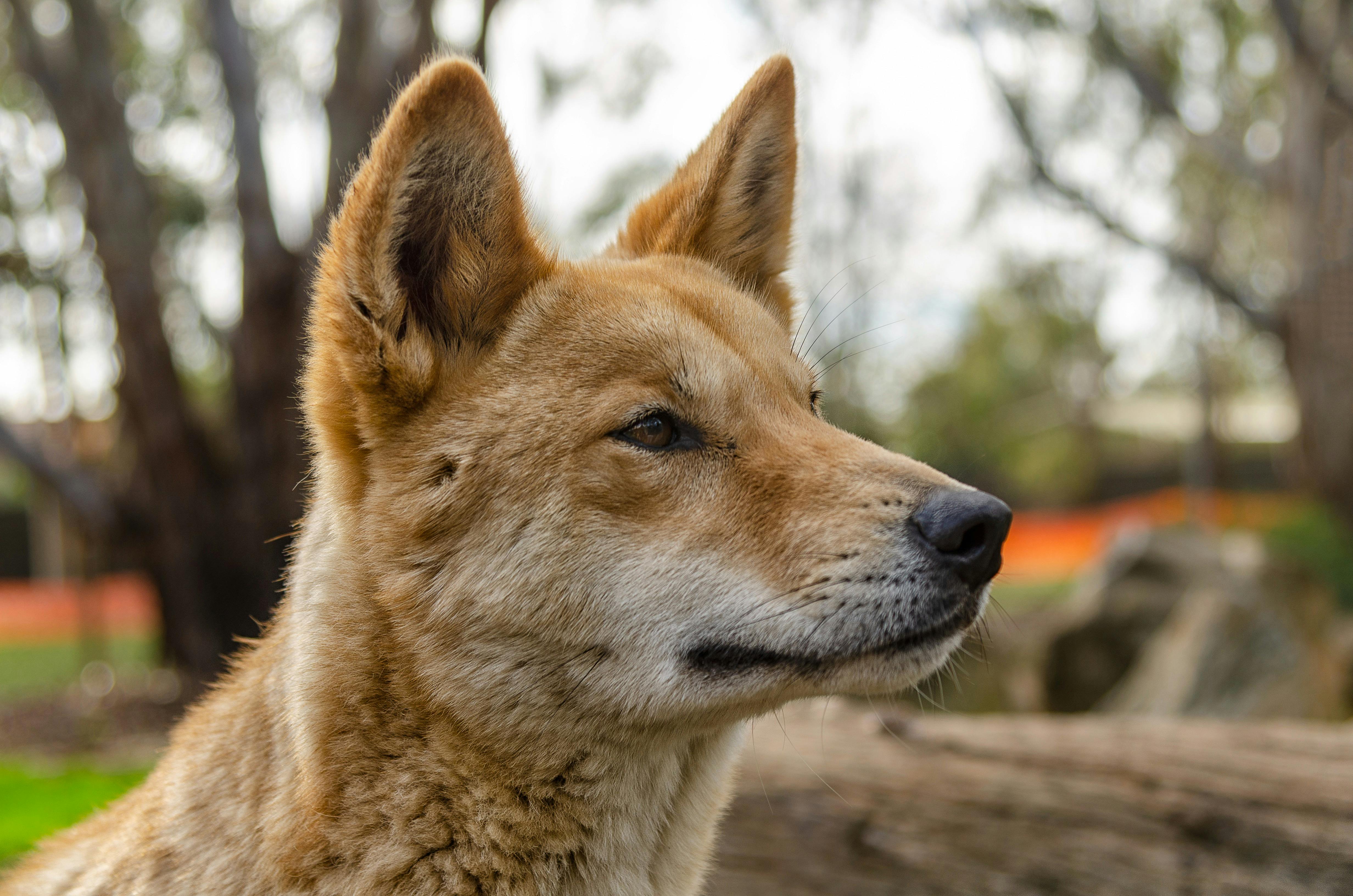 Dingo - Kyabram Fauna Park