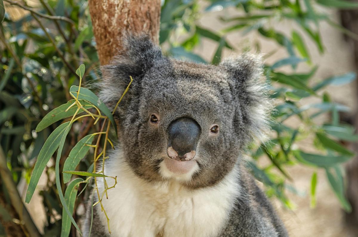 Kyabram Fauna Park