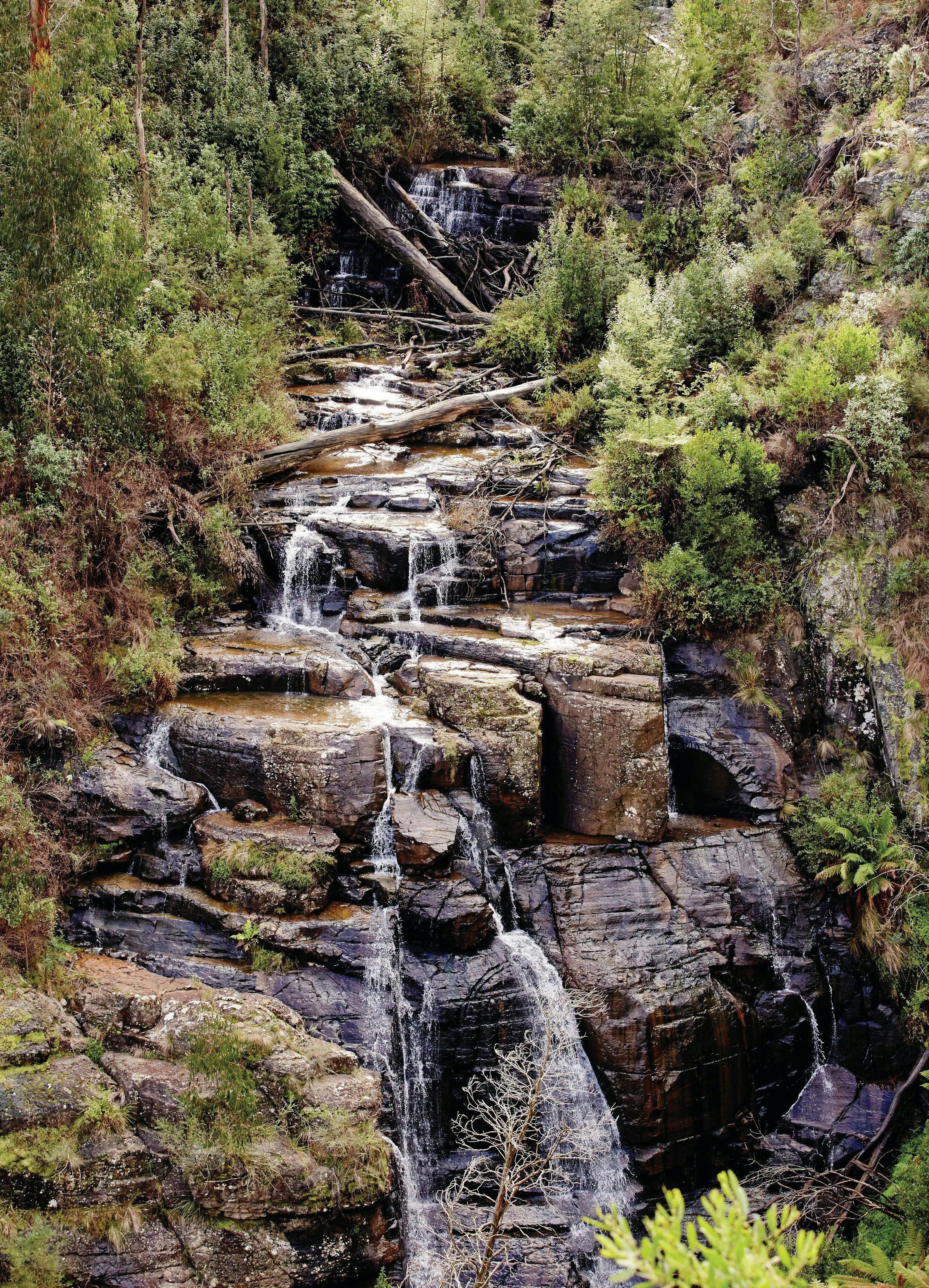 Kinglake National Park