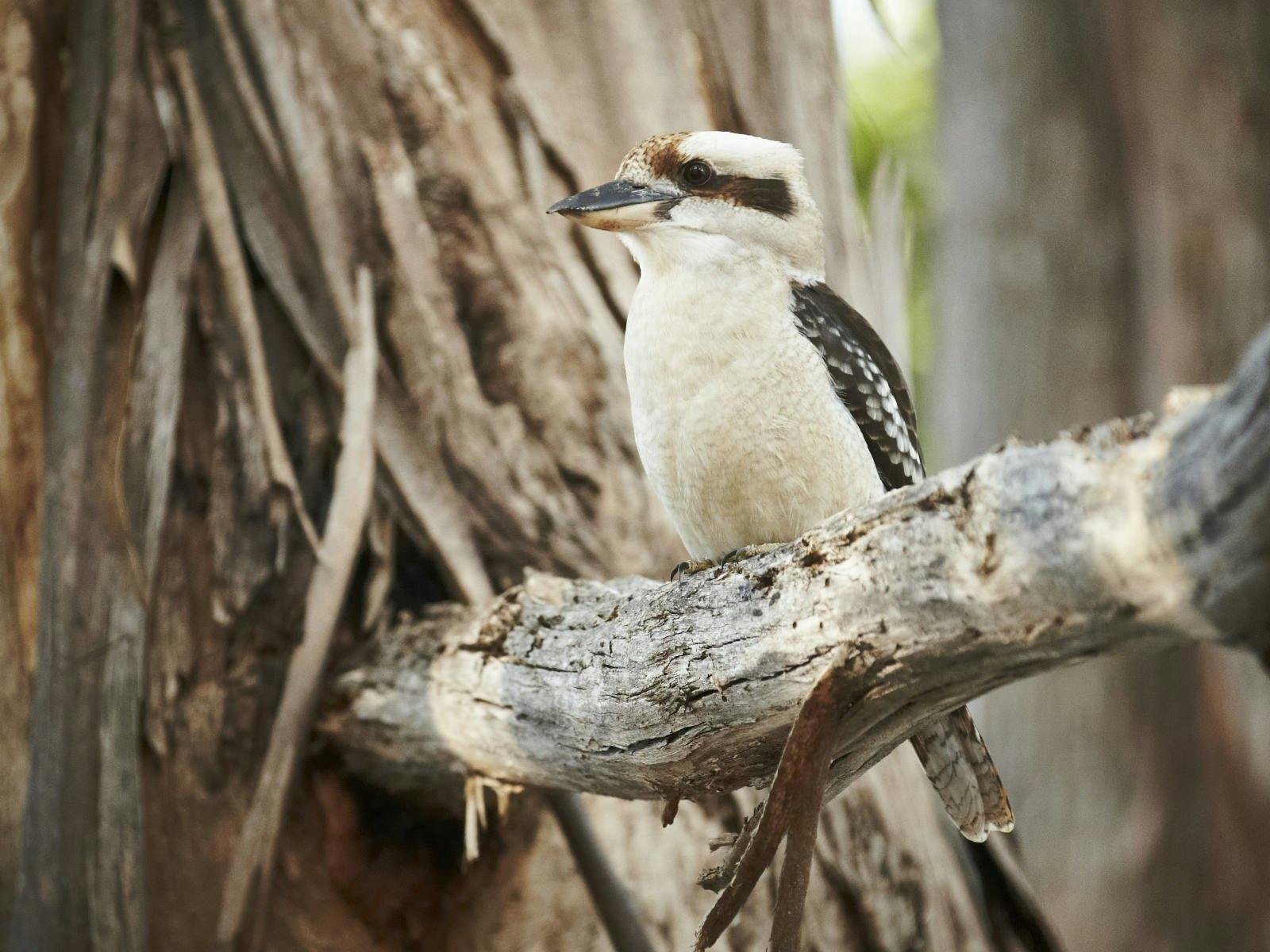 Kookaburra in Kaluna Park