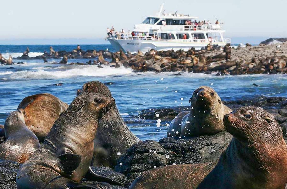 See one of the biggest seal colonies