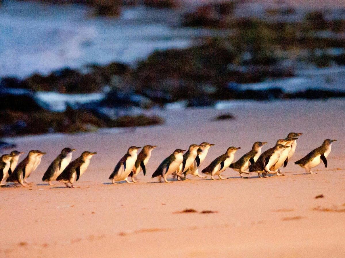 Phillip Island Penguins