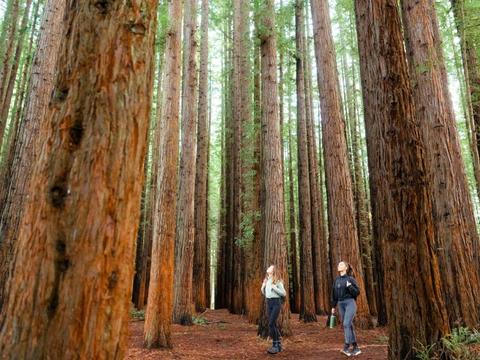 Yarra Valley Redwoods and Wildlife