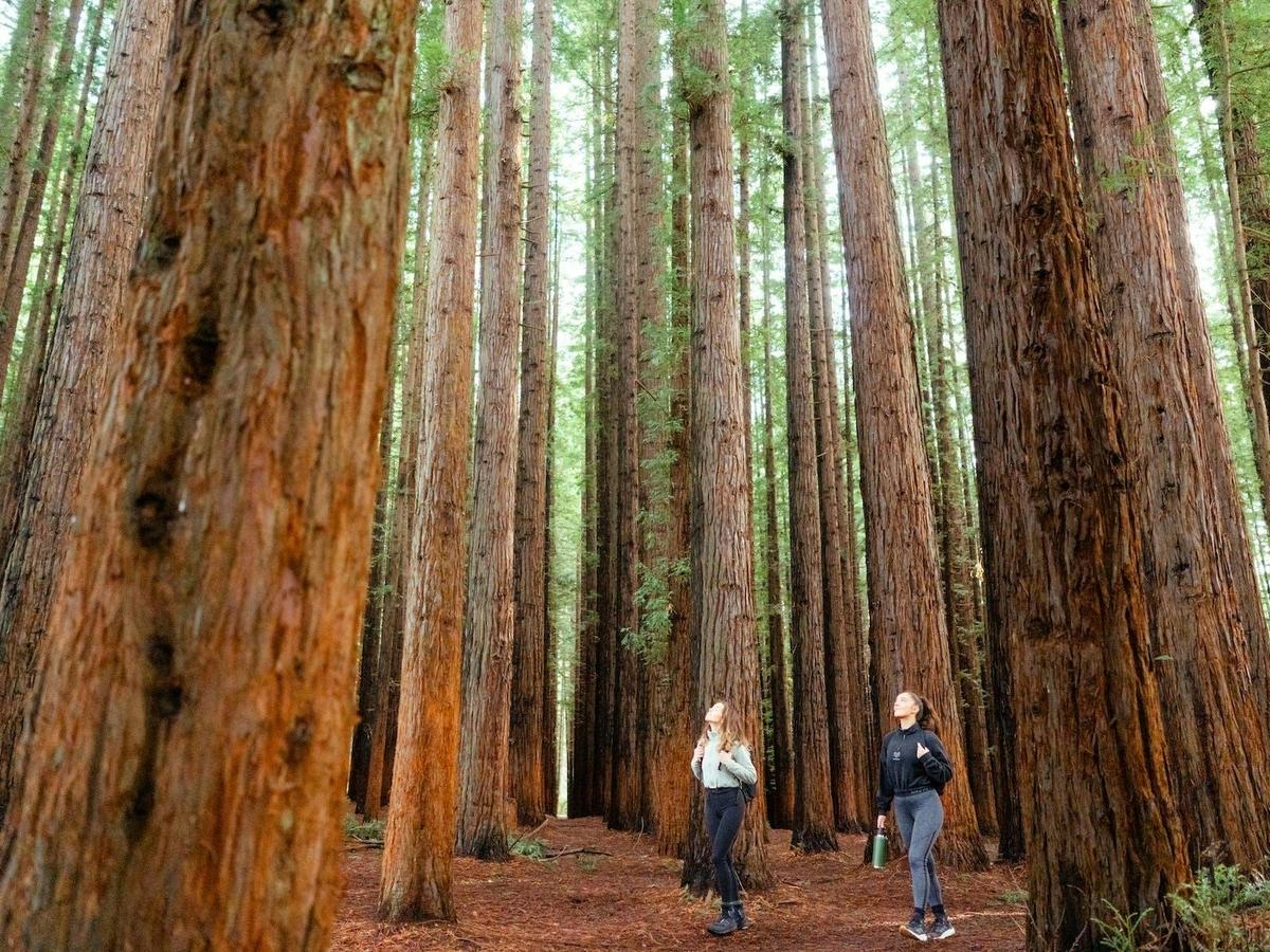 Yarra Valley Redwoods and Wildlife