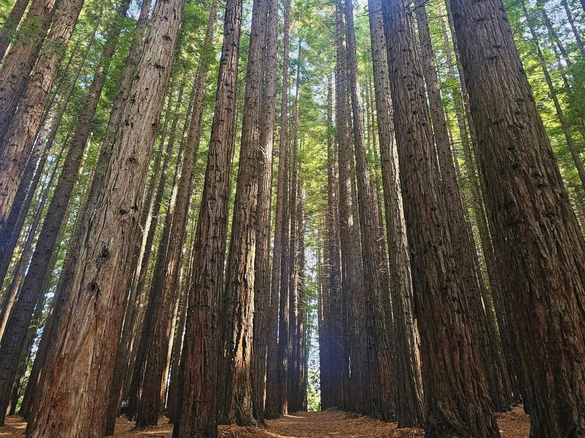 Yarra Valley Redwoods and Wine Tour