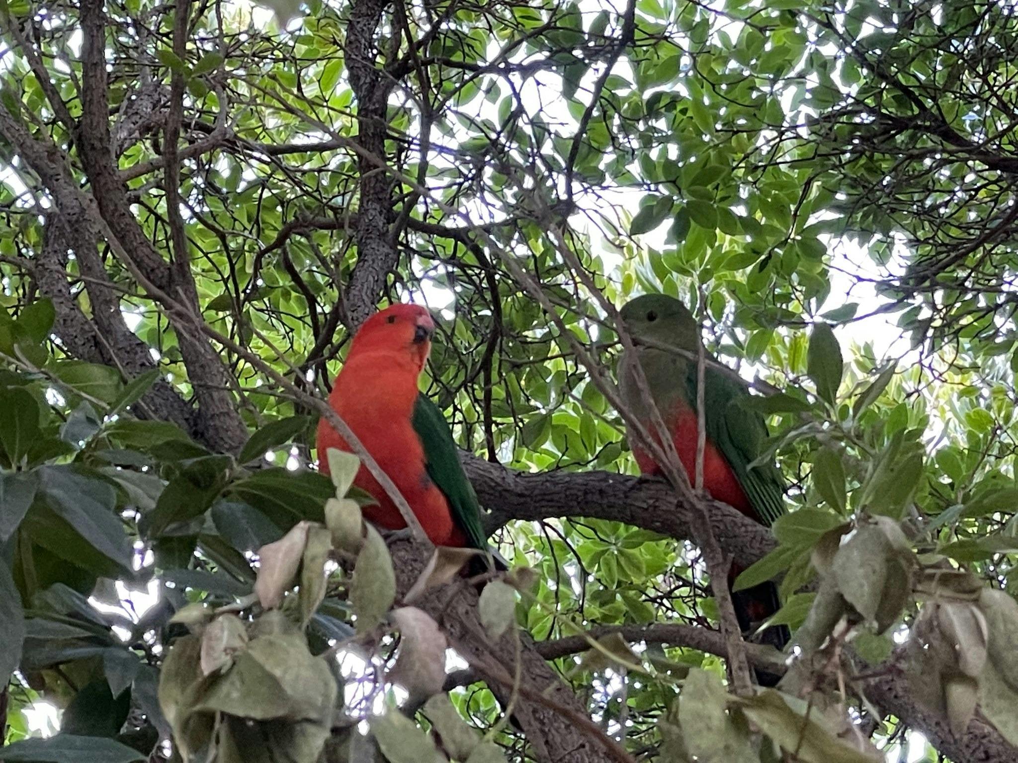 King and Queen Parrots