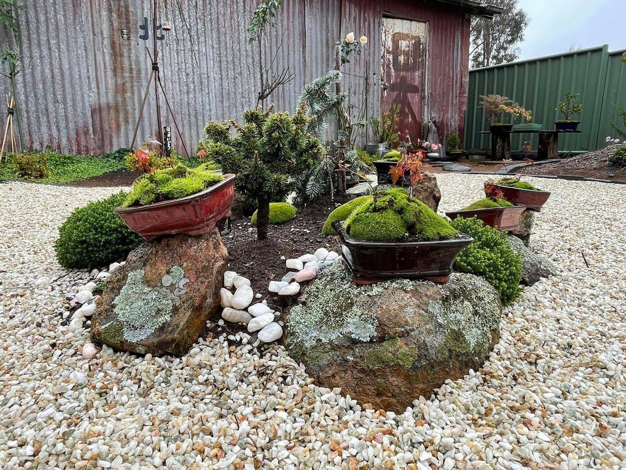Bonsai Maple Trees