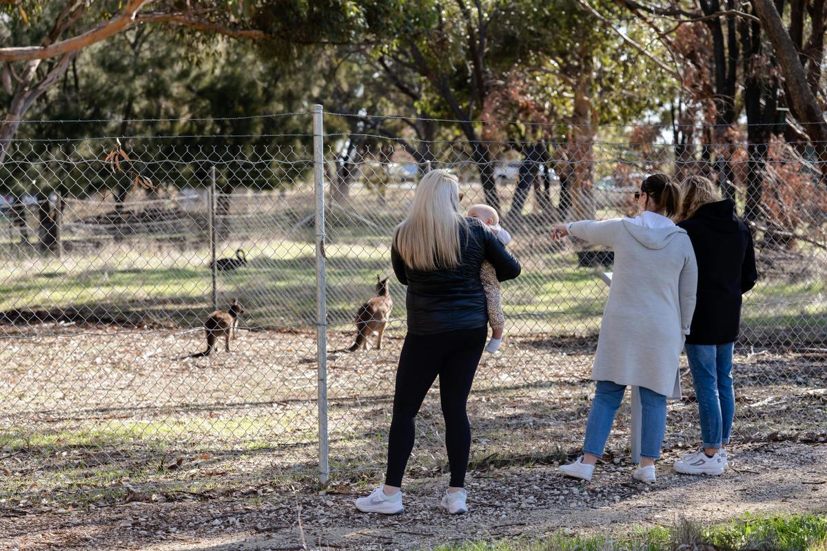 The Fauna Park contains white and grey western kangaroos