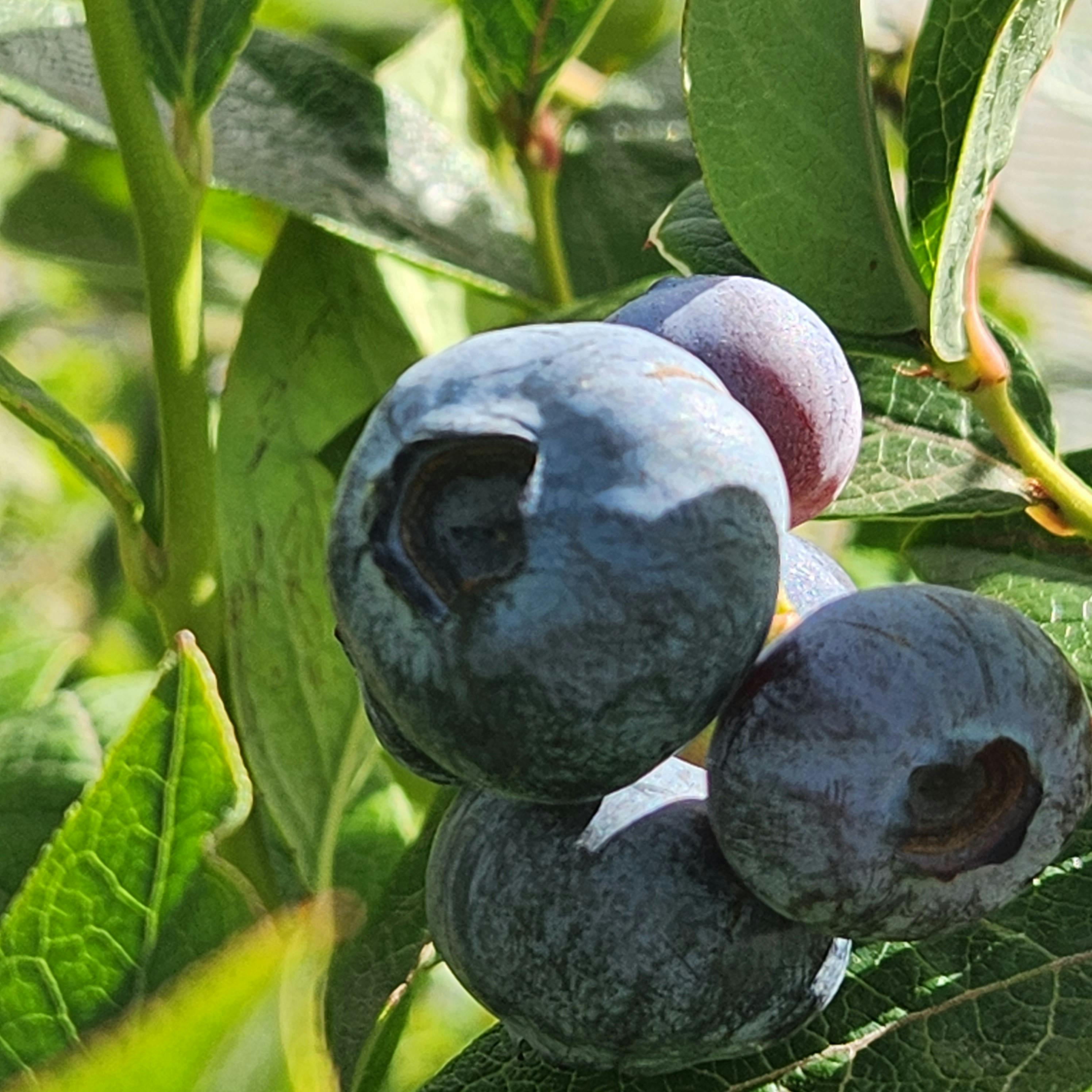 Organically produced seasonal blueberries