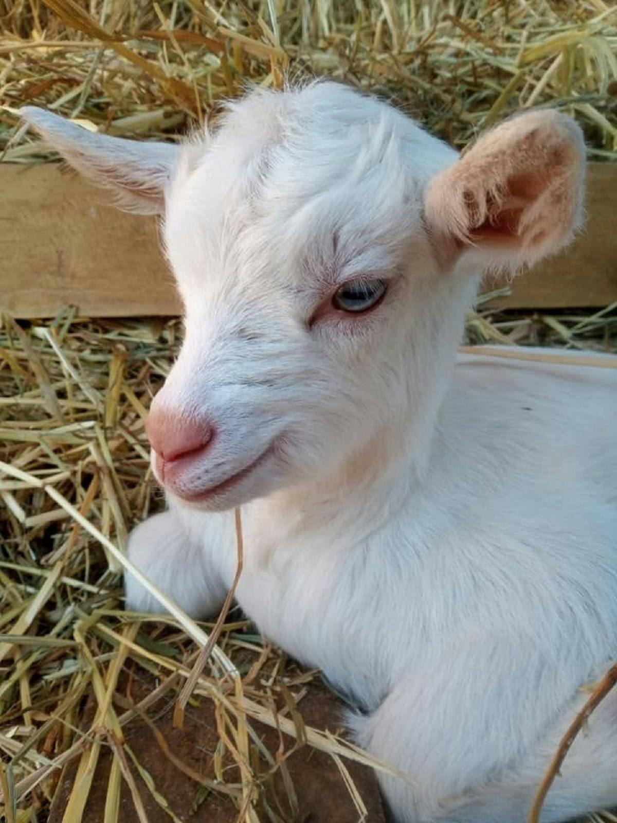 Baby goat