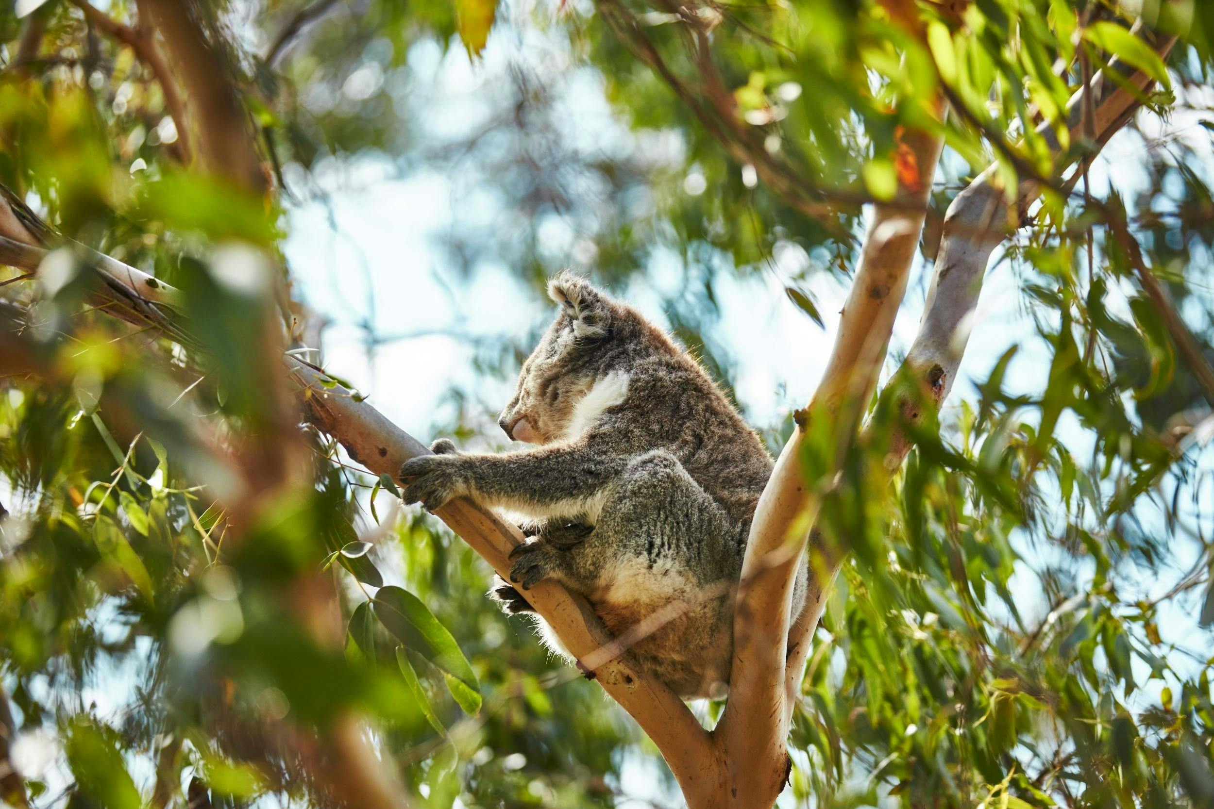Koala Conservation Reserve