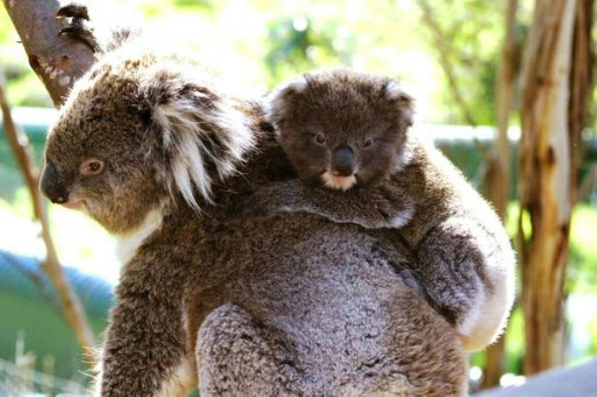 Koala Conservation Reserve