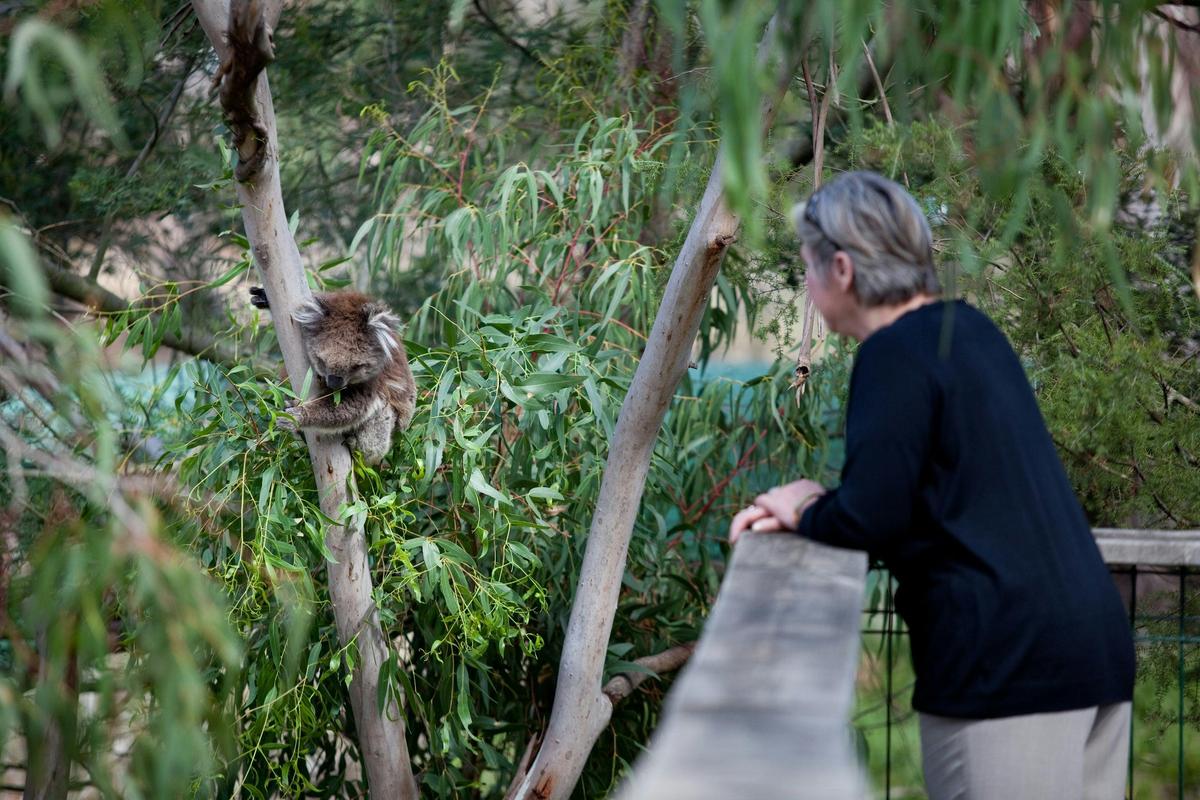 Koala and Boardwalk