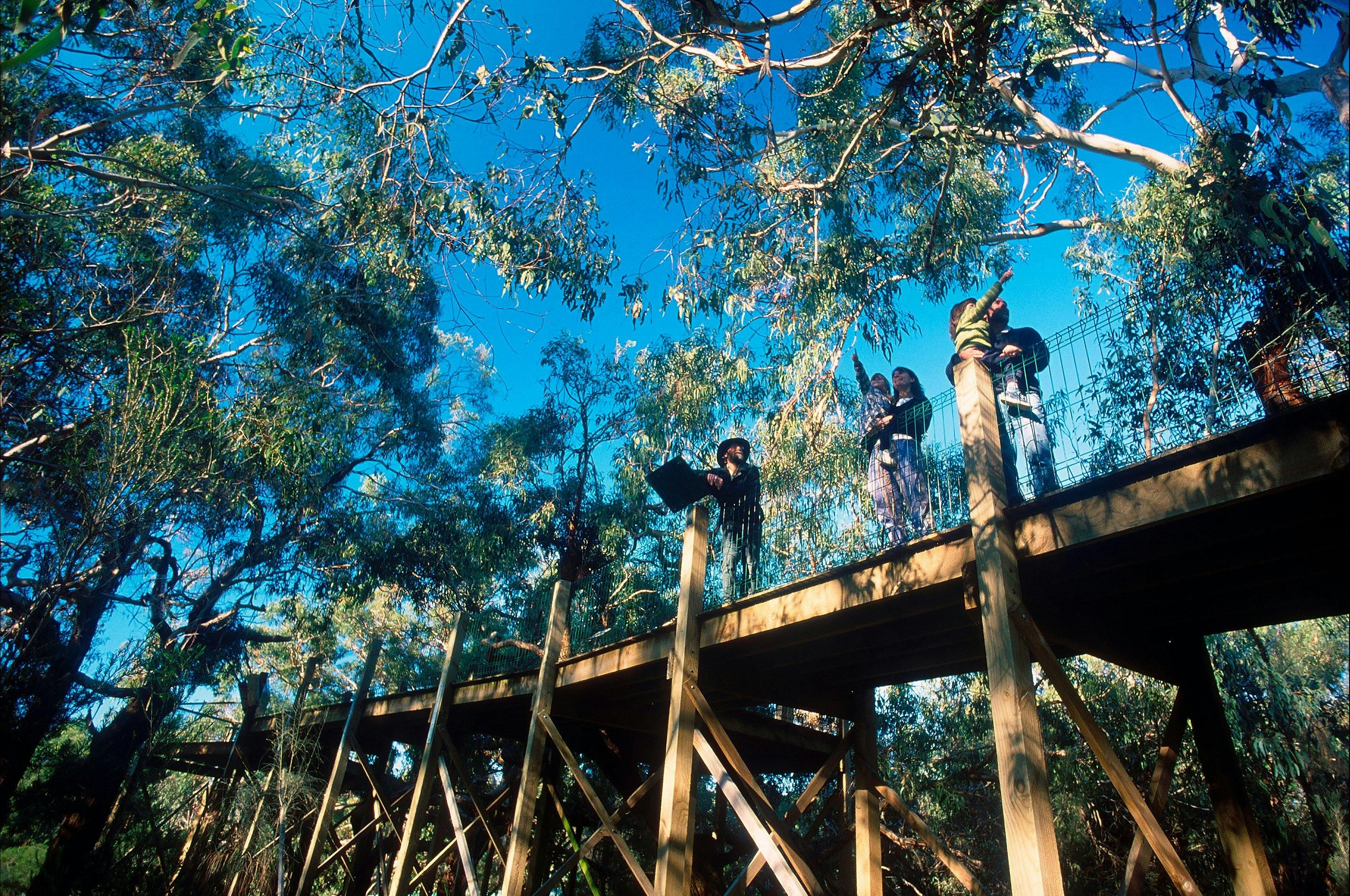 Elevated Boardwalks