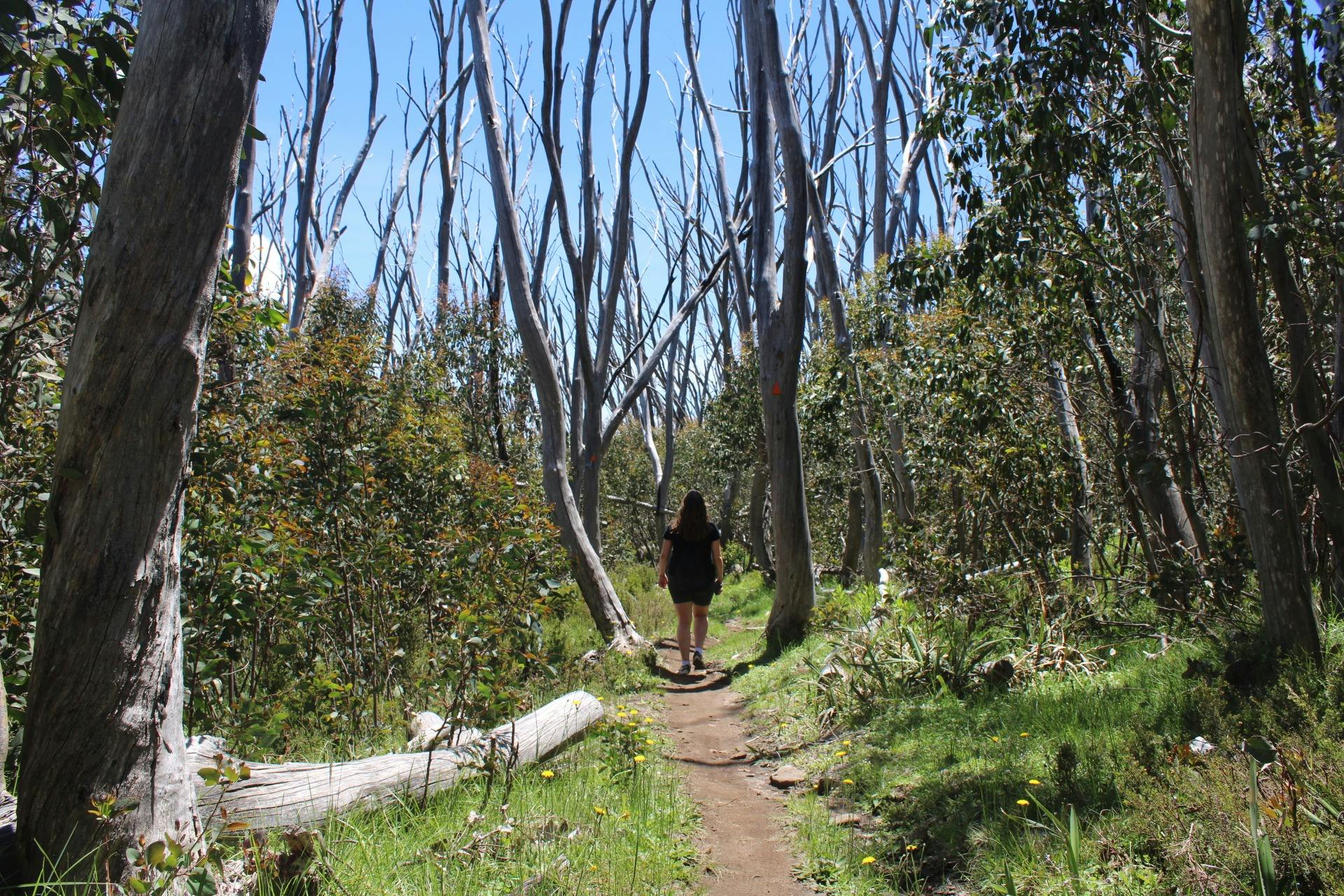a person facing trees in a bushland walking on a trail