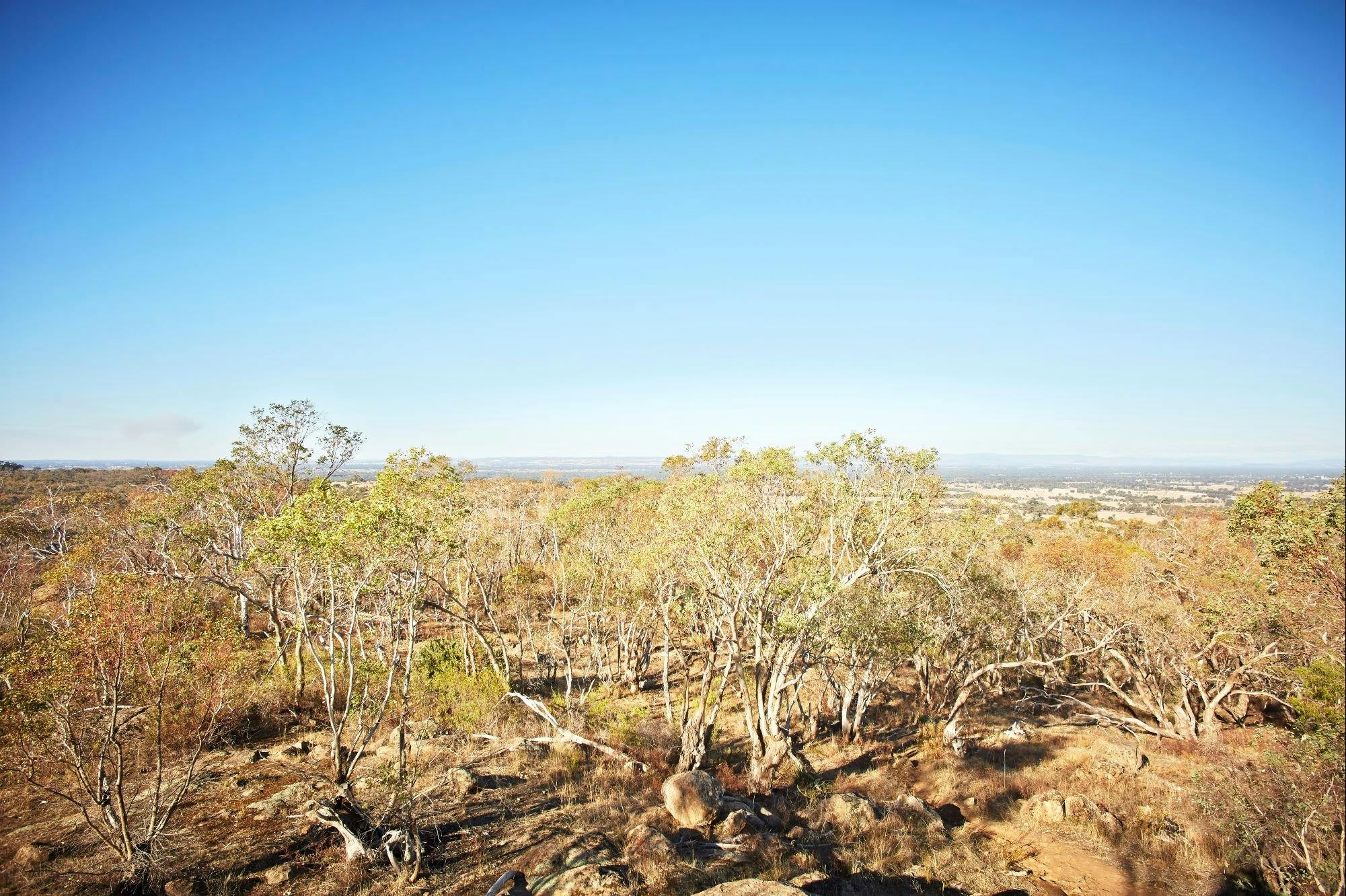 View from Warby Ovens National Park