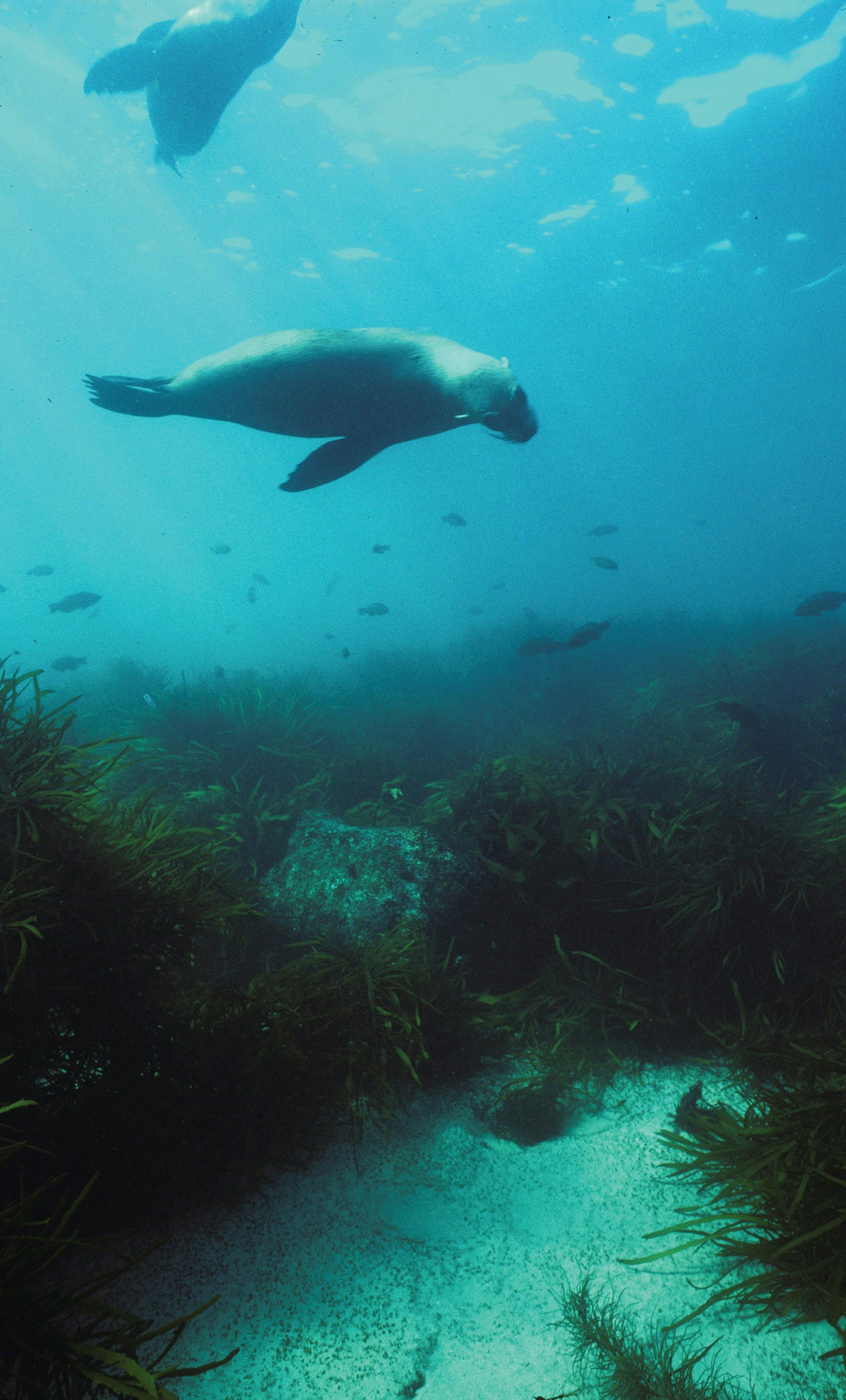 Marengo Reefs Marine Sanctuary