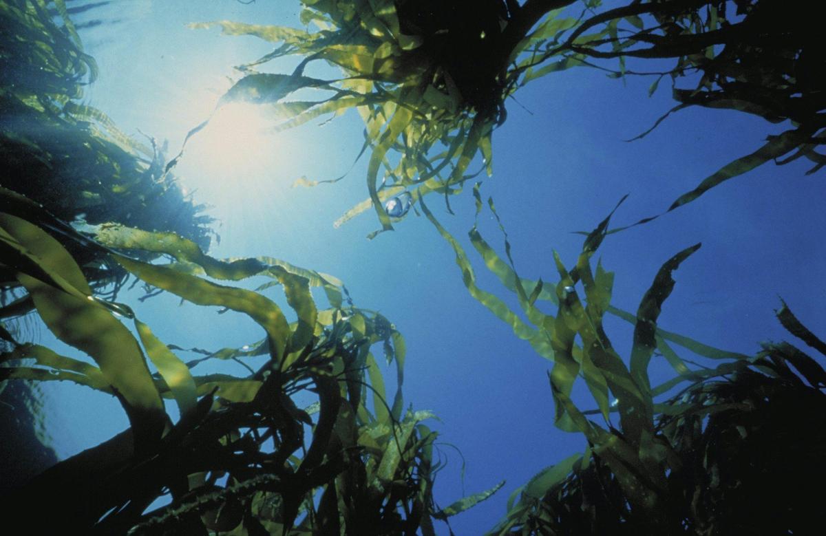 Generic Parks Victoria - Kelp