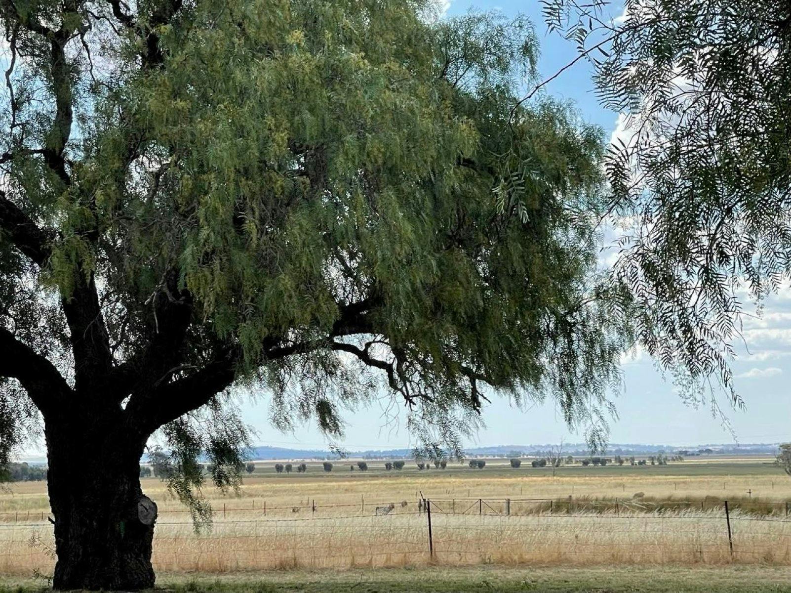 a tree in the foreground with a farm behind it and a silhouette of hills in the background