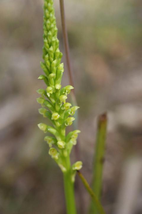 Langwarrin Flora and Fauna Reserve