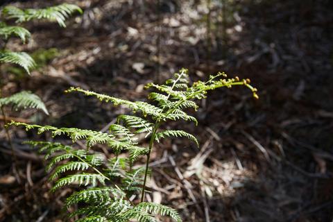Langwarrin Flora and Fauna Reserve Walking Trails