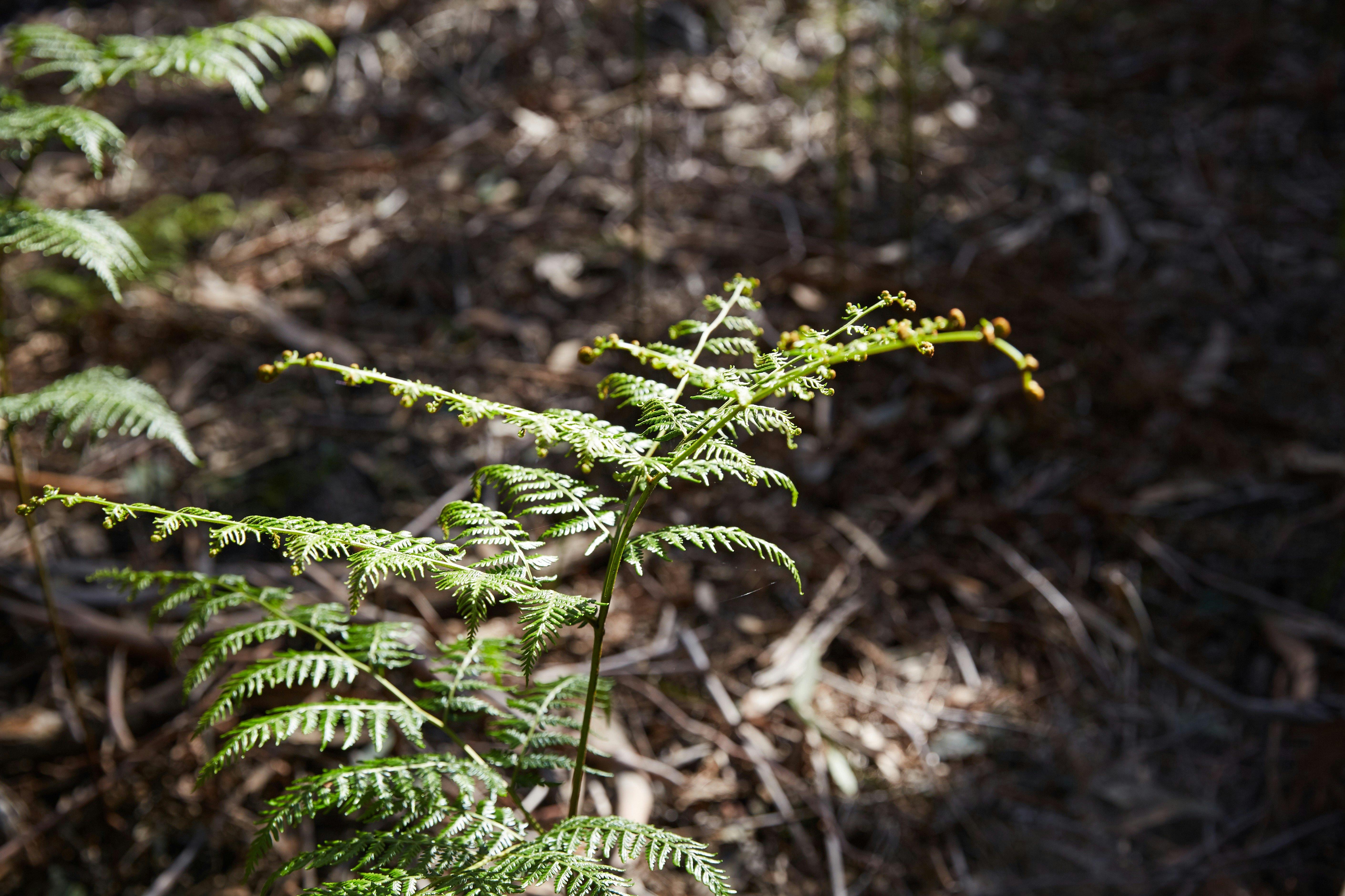 Mornington Peninsula