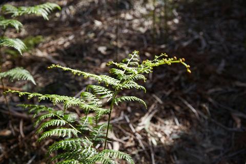 Mornington Peninsula