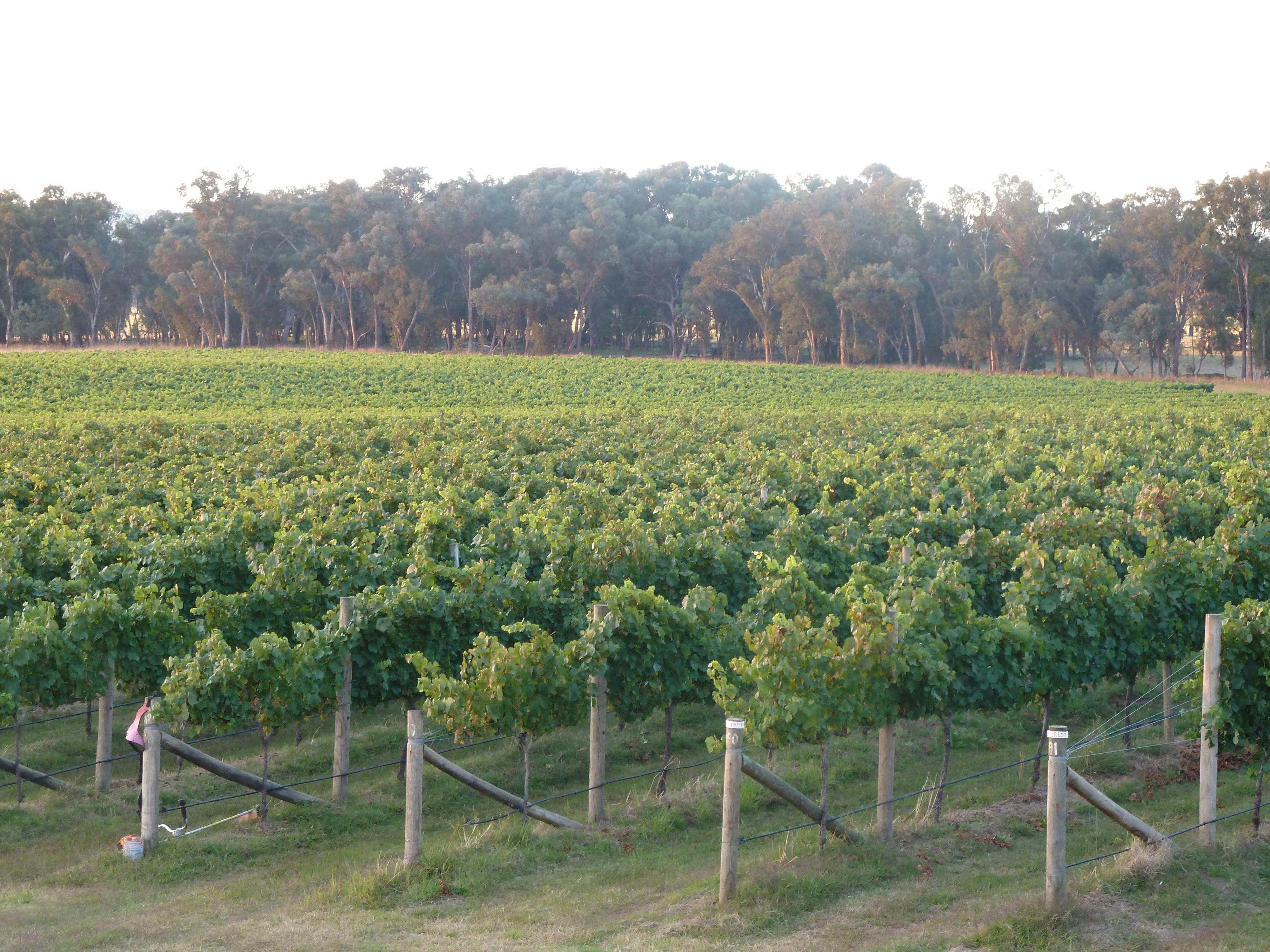 Vineyard at Kooyonga Creek
