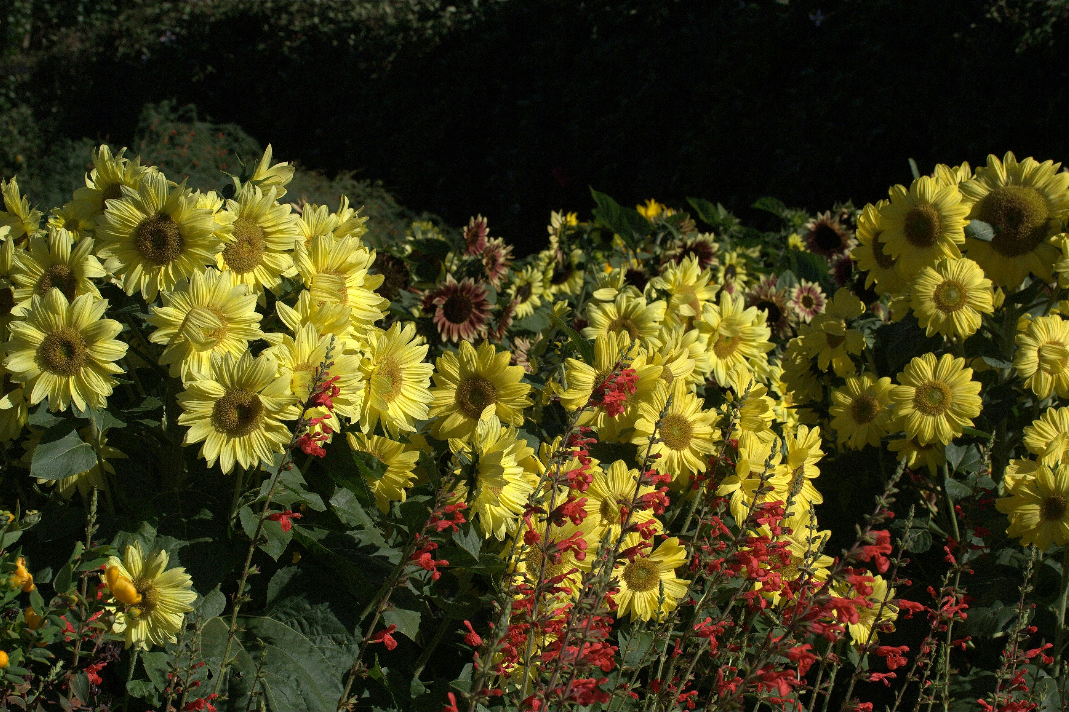 Sunflowers with Salvia darcyi