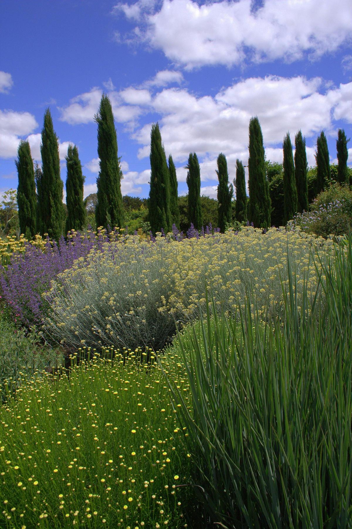 Santolina in the Mediterranean Garden at Lambley