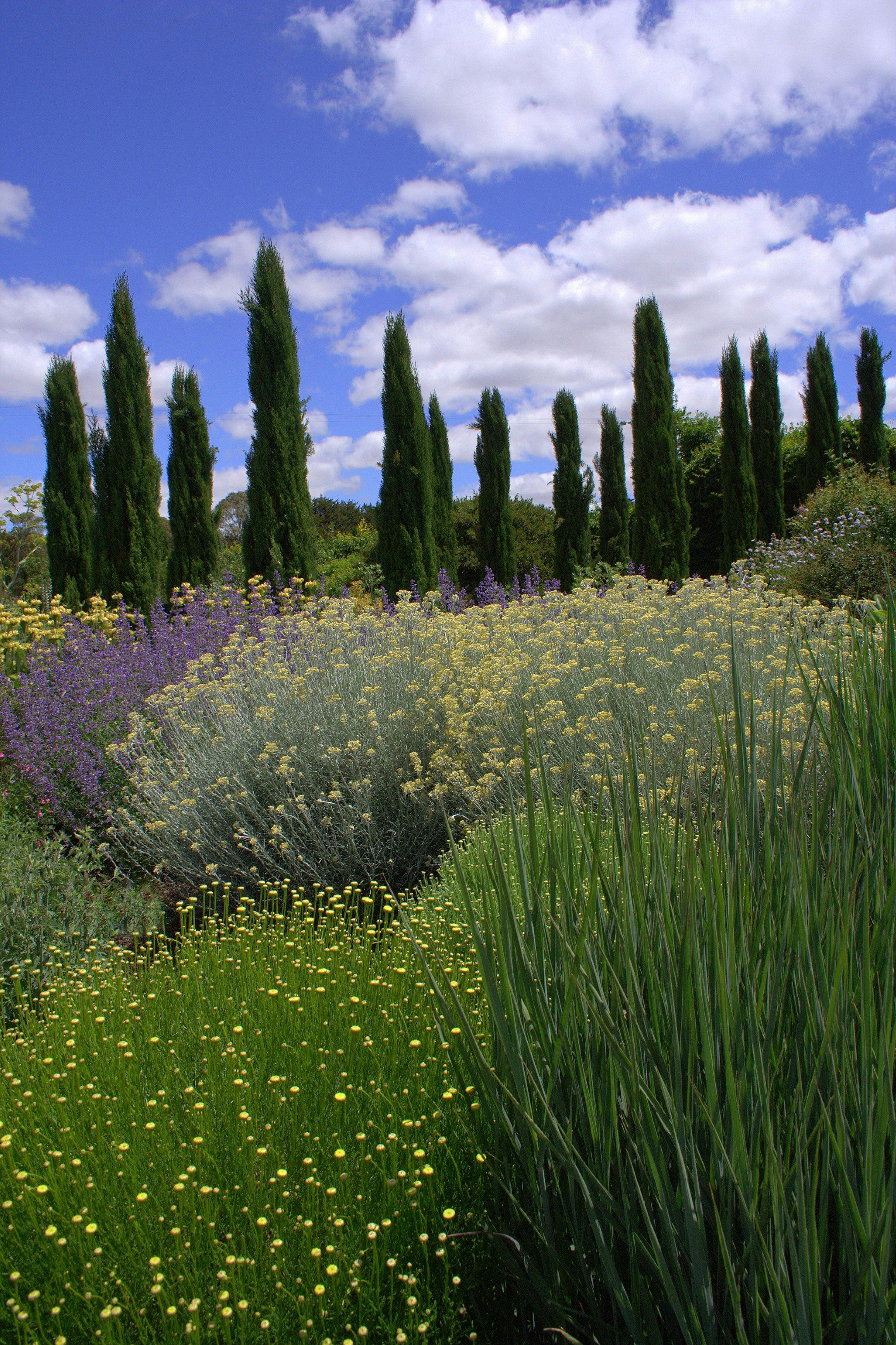 Santolina in the Mediterranean Garden at Lambley