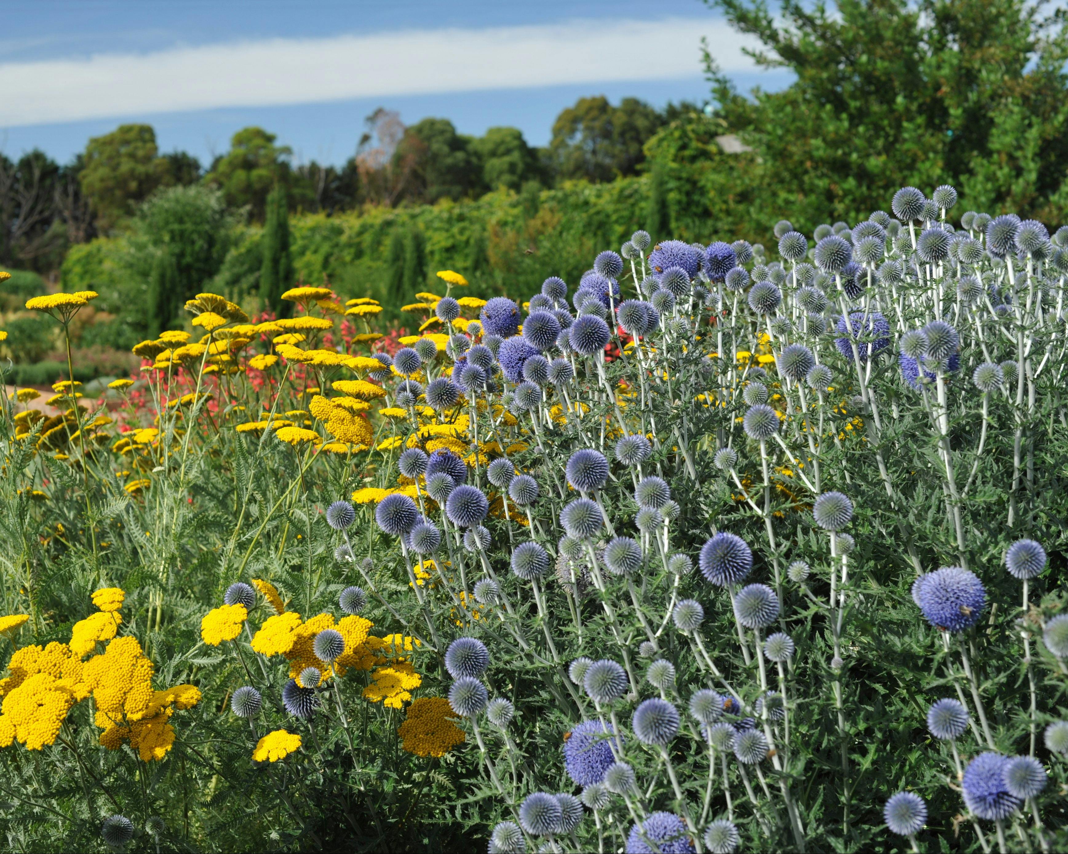Echinops and Yarrow