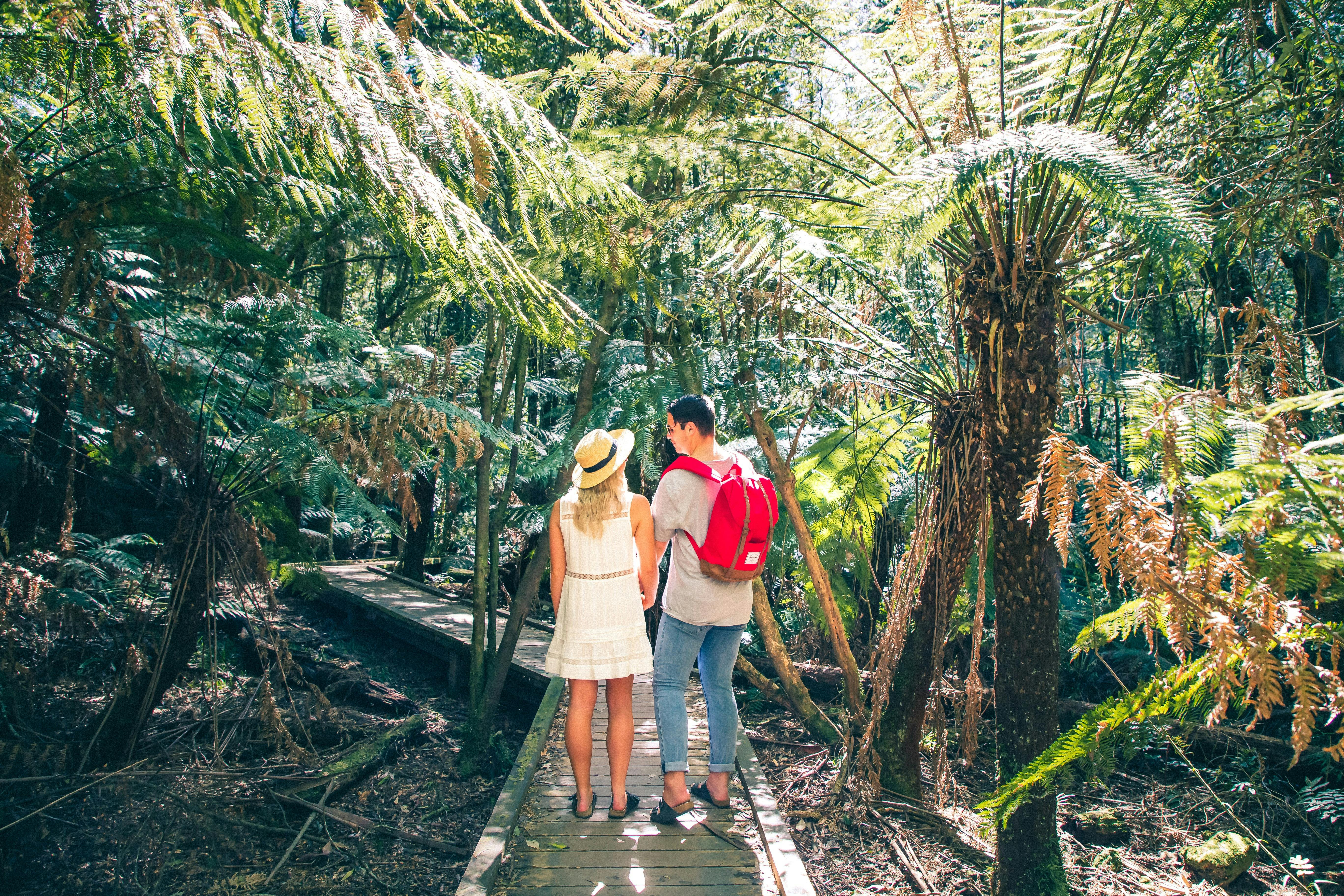 Forest walks in Kinglake