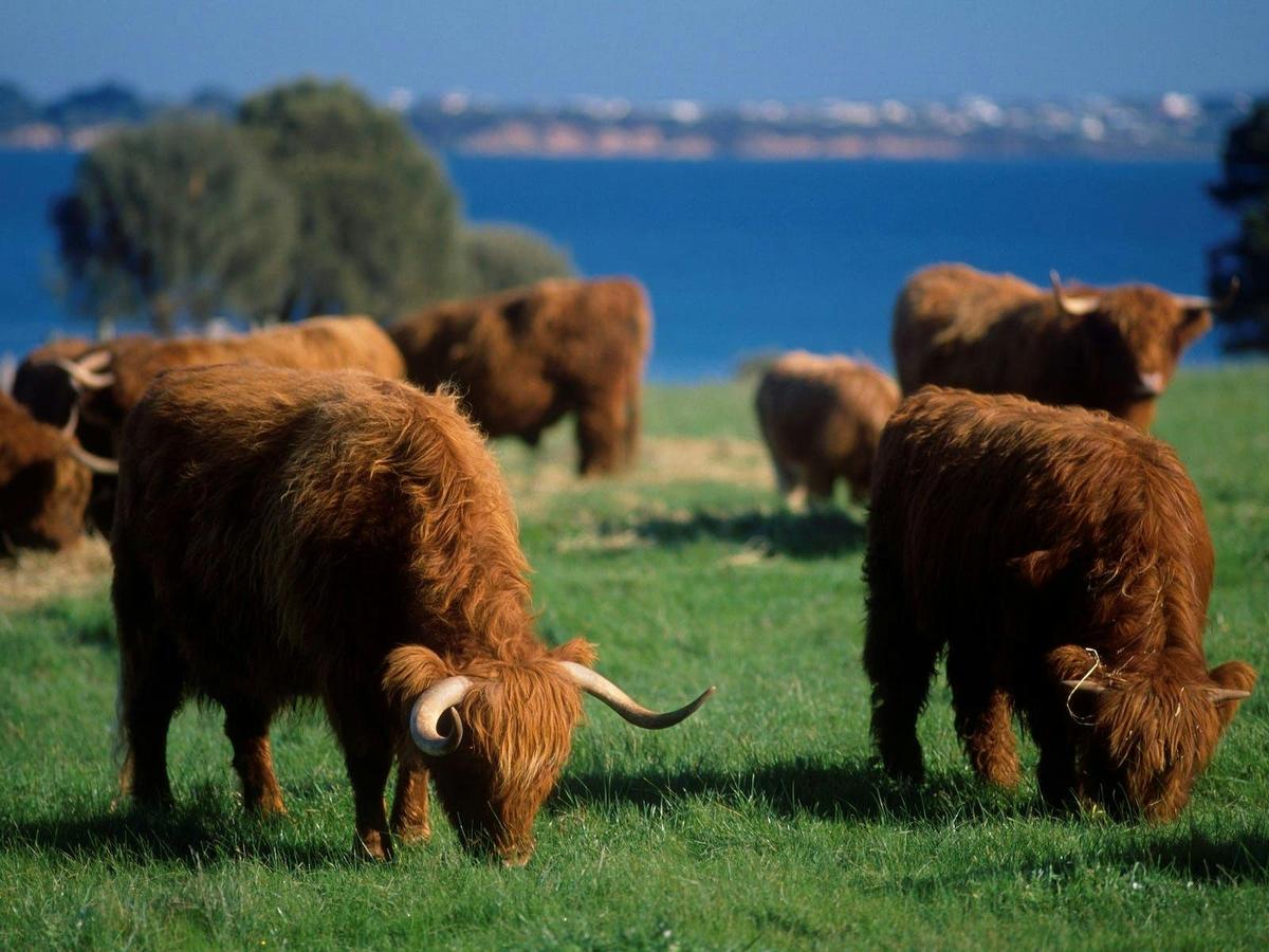 Highland Cows