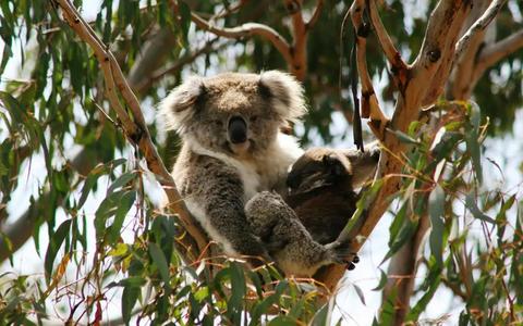 Koala up a Tree