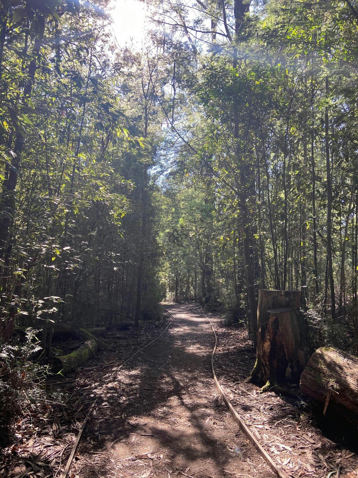 Lyrebird Circuit