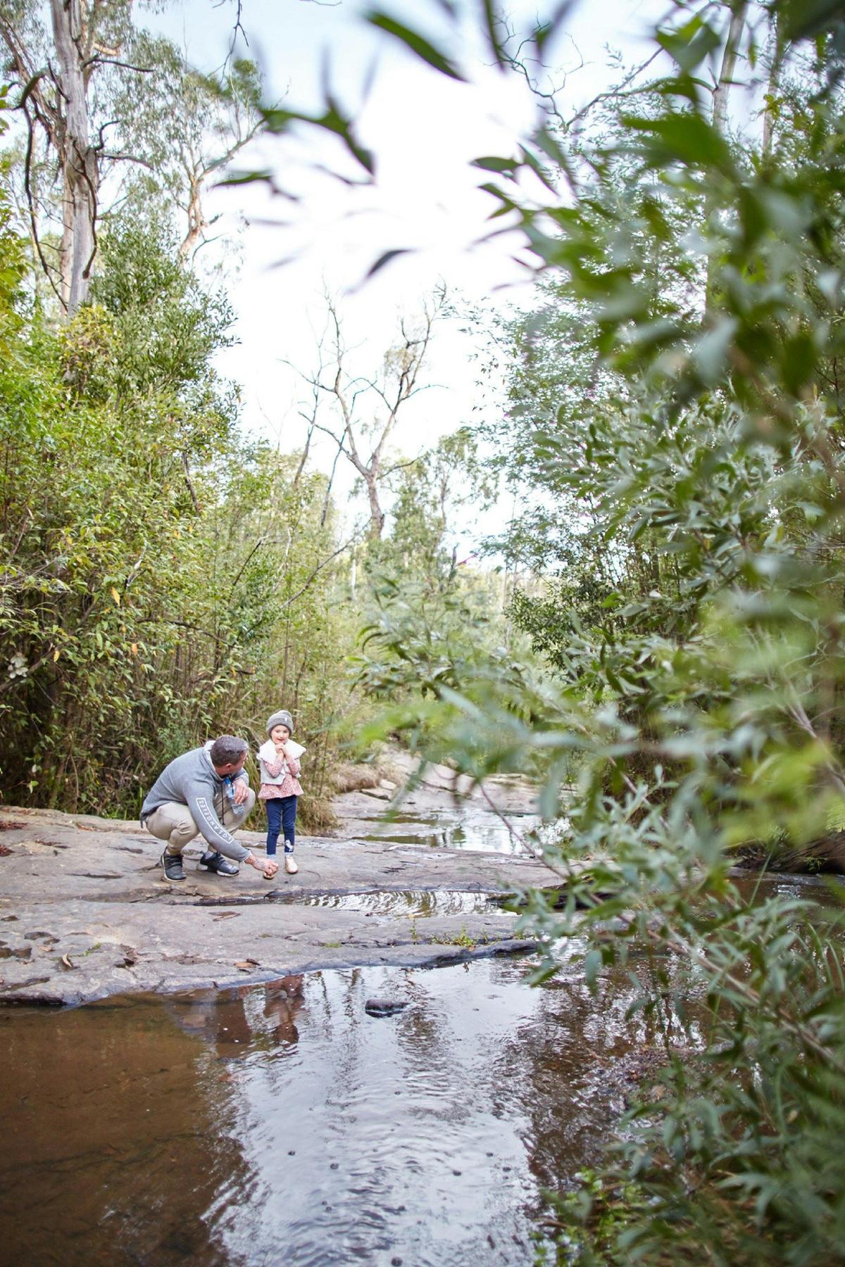 Lyrebird Circuit