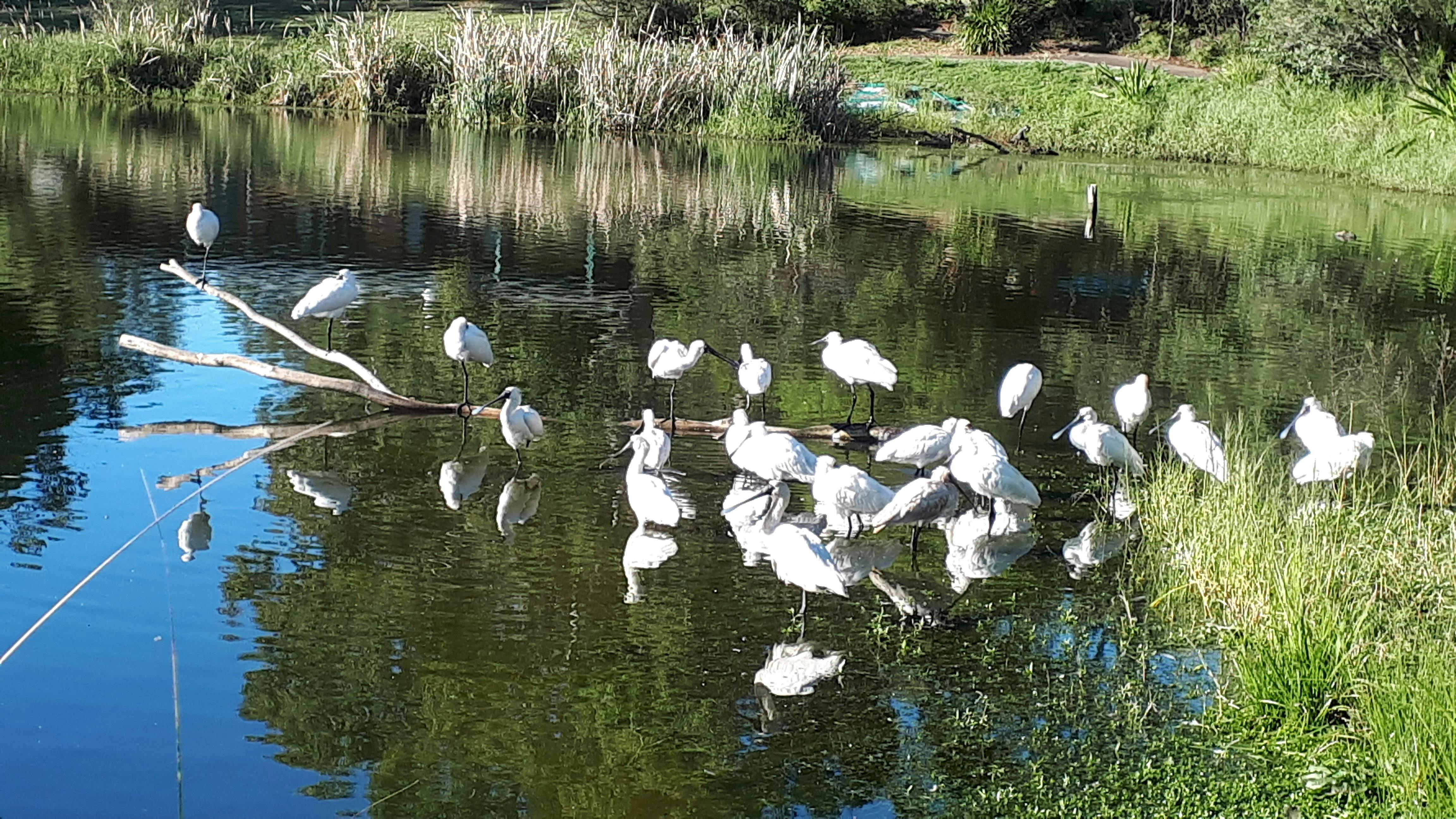 Spoonbills on BHP Pond