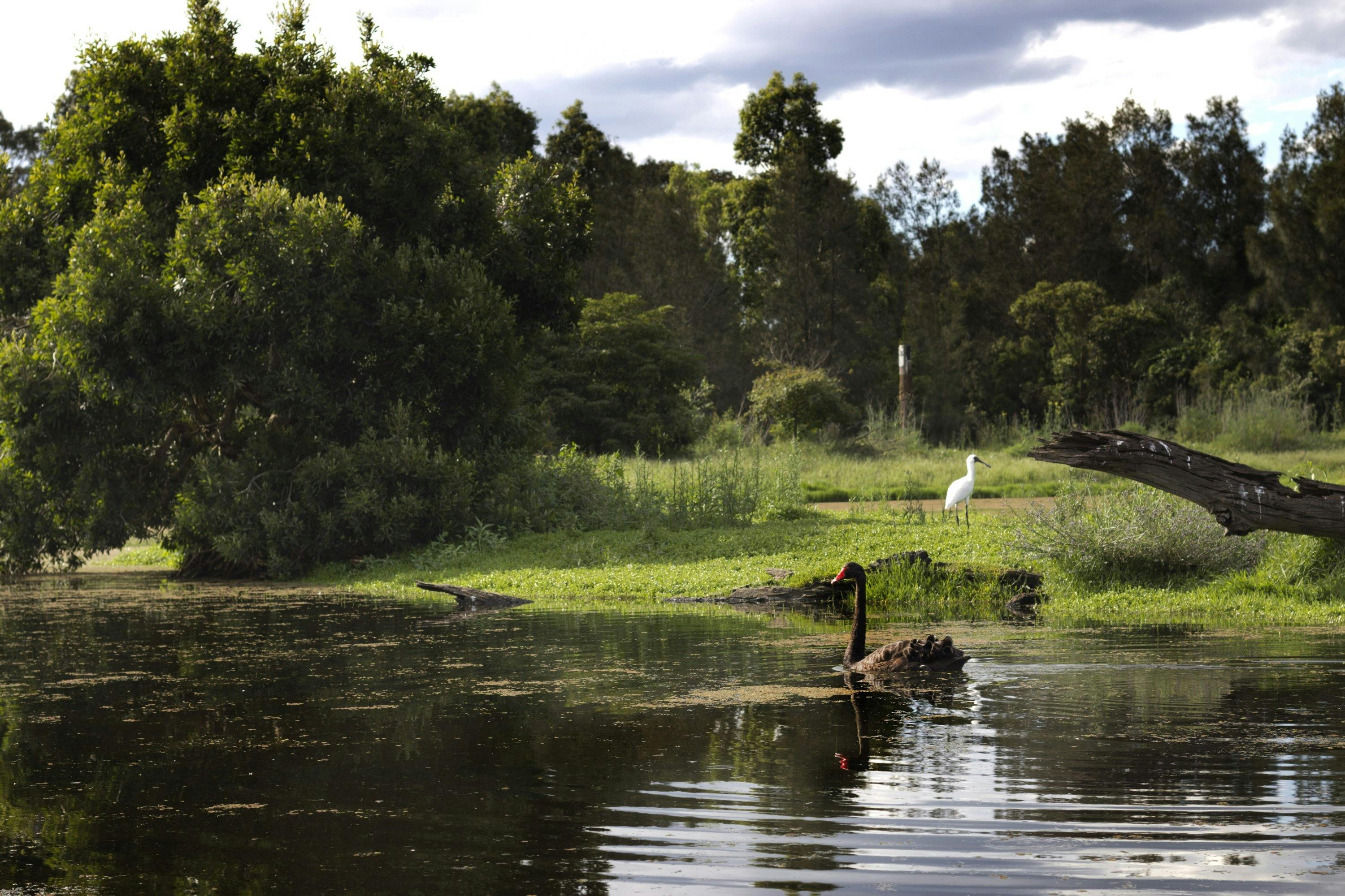 Swan and egret on pond